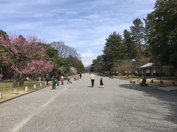 本日の『京都御苑』の梅と枝垂れ桜