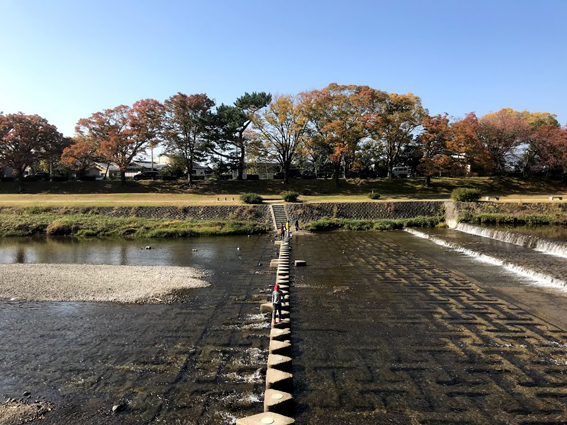 1週間前の賀茂川と御所の紅葉