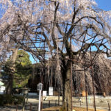 上七軒と平野神社と千本釈迦堂と桜