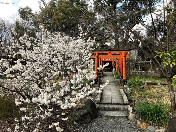 平野神社・3月12日の桜