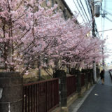 高辻通の京都文化協会前の桜