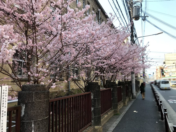 高辻通の京都文化協会前の桜