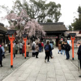 平野神社の桜と「めん馬鹿一代」と二条城