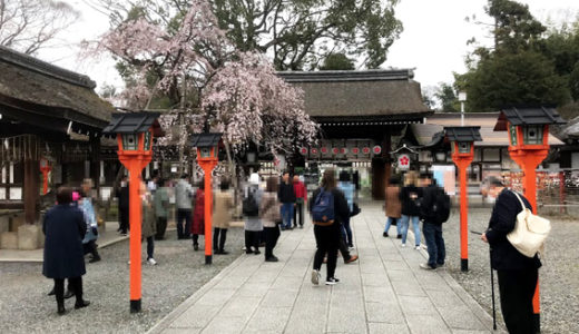 平野神社の桜と「めん馬鹿一代」と二条城