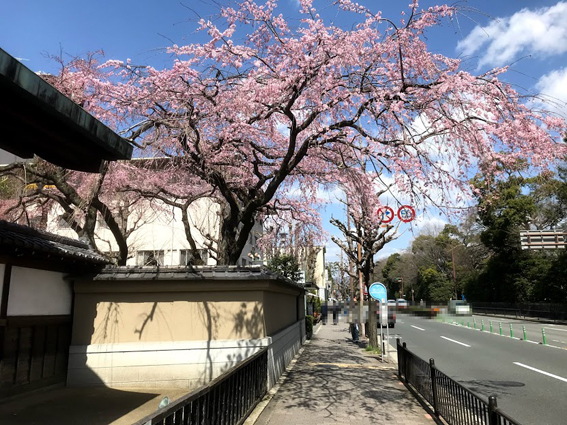 平安女学院大学 有栖館の『枝垂桜』と売物件『浴張る家』