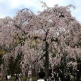 京都御苑の桜と堂々完成『ザ・京都レジデンス御所東』