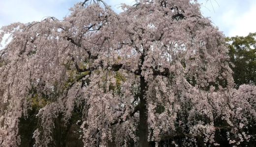 京都御苑の桜と堂々完成『ザ・京都レジデンス御所東』