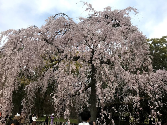 京都御苑の桜と堂々完成『ザ・京都レジデンス御所東』