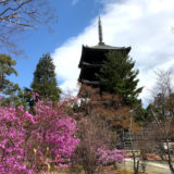 桜の仁和寺、1泊100万円の宿坊『松林庵』の価値