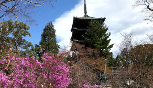桜の仁和寺、1泊100万円の宿坊『松林庵』の価値