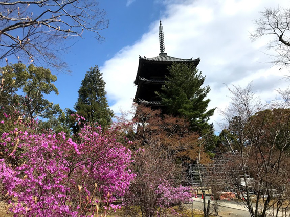 桜の仁和寺、1泊100万円の宿坊『松林庵』の価値