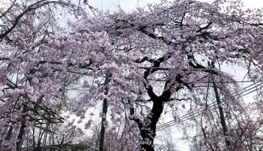 桜の平野神社、わら天神宮、『アマン京都』