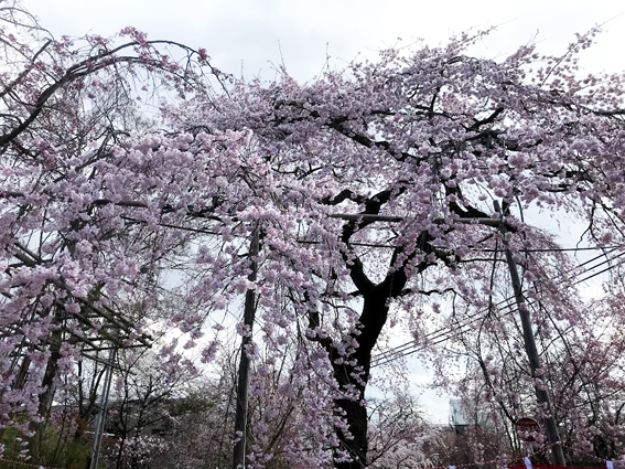 桜の平野神社、わら天神宮、『アマン京都』