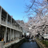木屋町通の桜とヒューリック『(仮称)ザ・ゲート立誠京都』