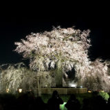 木屋町通と花見小路と祇園白川と円山公園と桜ライトアップ