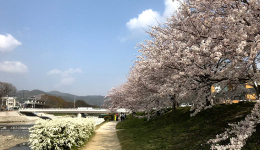 賀茂川の橋と桜