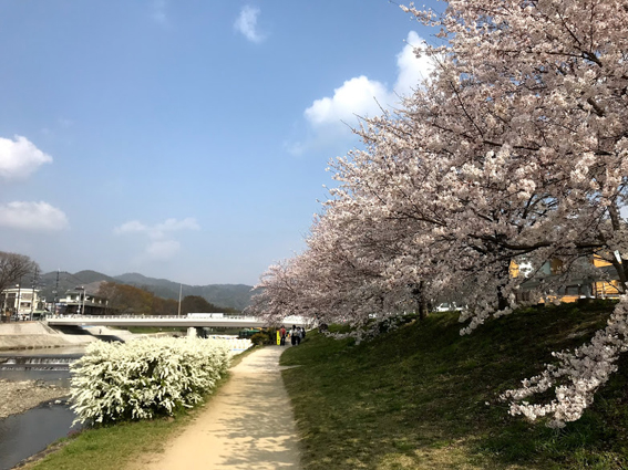 賀茂川の橋と桜