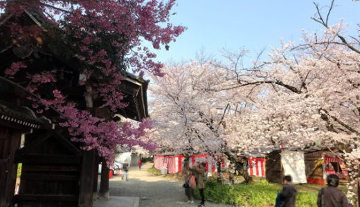 平野神社　桜　満開