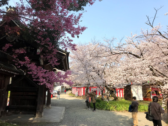 平野神社　桜　満開