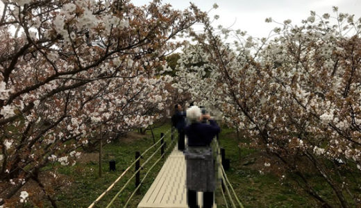 仁和寺『おむろ桜』見頃